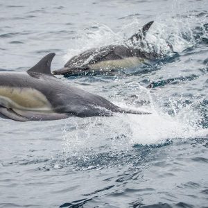 dolphins jumping in water on Long Beach whale watching cruise