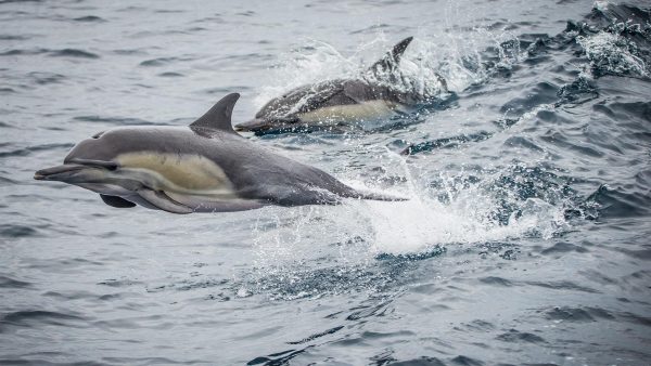 dolphins jumping in water on Long Beach whale watching cruise