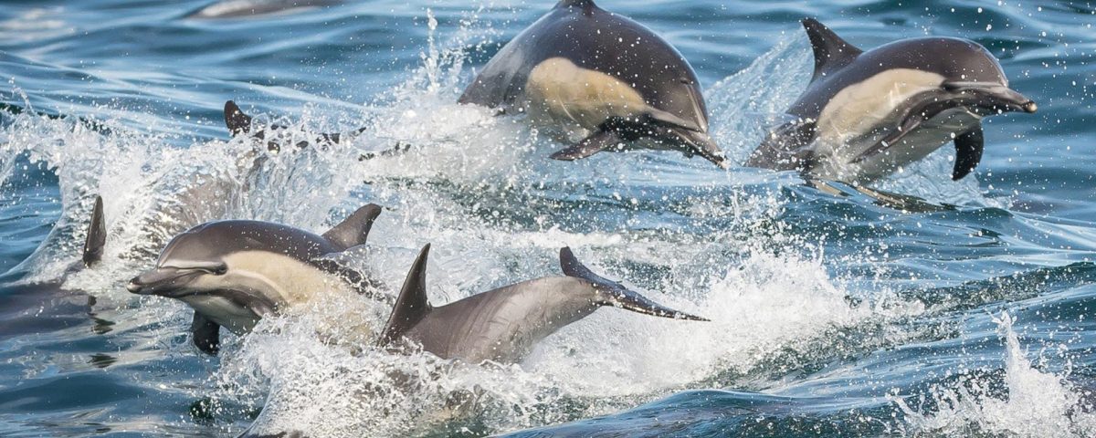 dolphins jumping out of the water in Long Beach whale watching tour