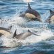 dolphins jumping out of the water in Long Beach whale watching tour