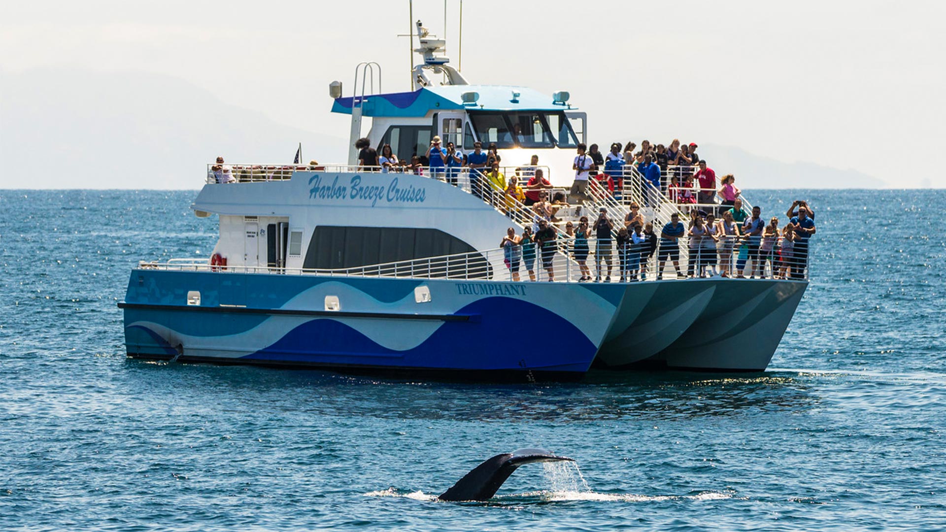 Yankee Clipper Harbor Tours  Whale Watch and Harbor Tours