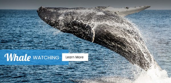 Long Beach Whale watching - whale jumping out of water - banner image