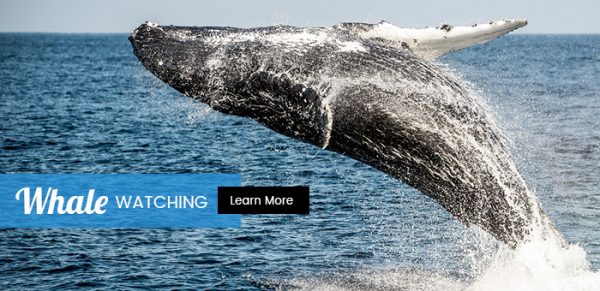 whale watching banner image - whale jumping out of water