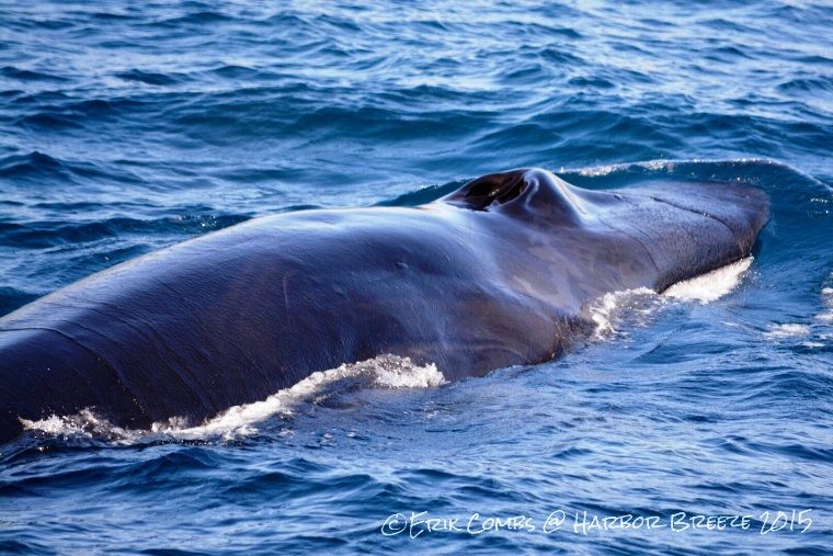 blue whale seen by harbor breeze Long beach whale watchingcruises