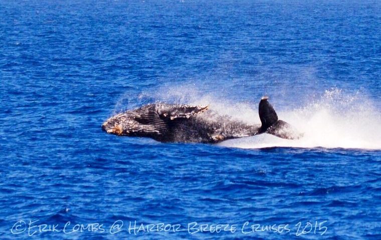 humpback whale jumping out of the water on LA whale watching cruise