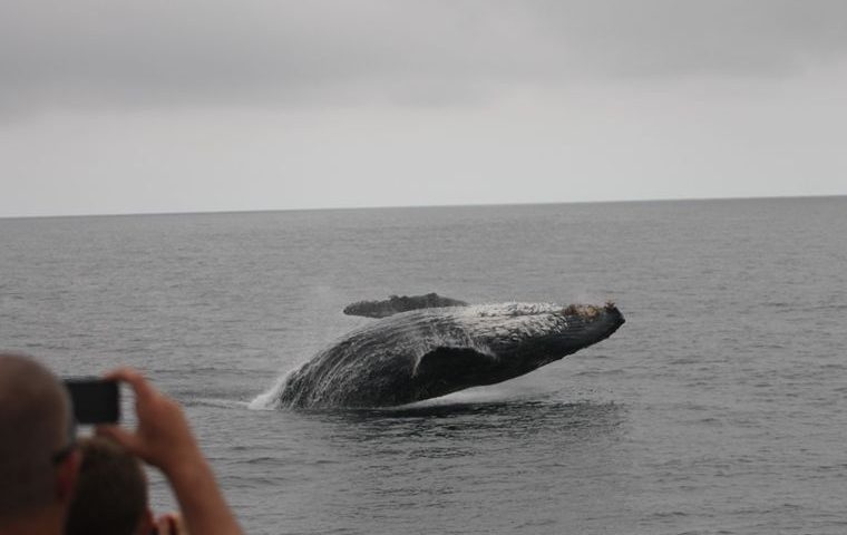 whale jumping out of the water on Long Beach whale watching tour