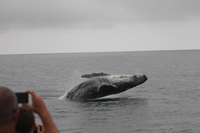 whale jumping out of the water on Long Beach whale watching tour