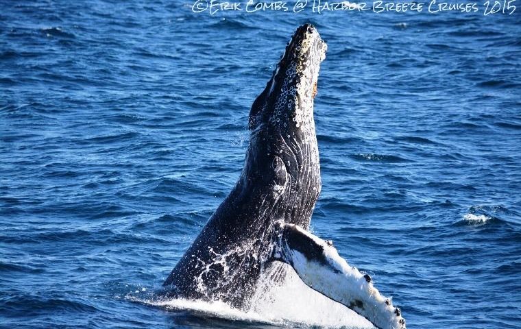 large whale breaching water Long Beach whale watching cruise