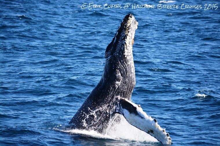 large whale breaching water Long Beach whale watching cruise