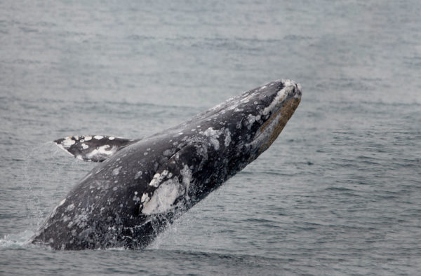 gray whale breaching water in Long beach whale watching cruise