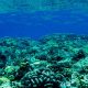 footer image, crystal clear water - bottom of the ocean - coral reef