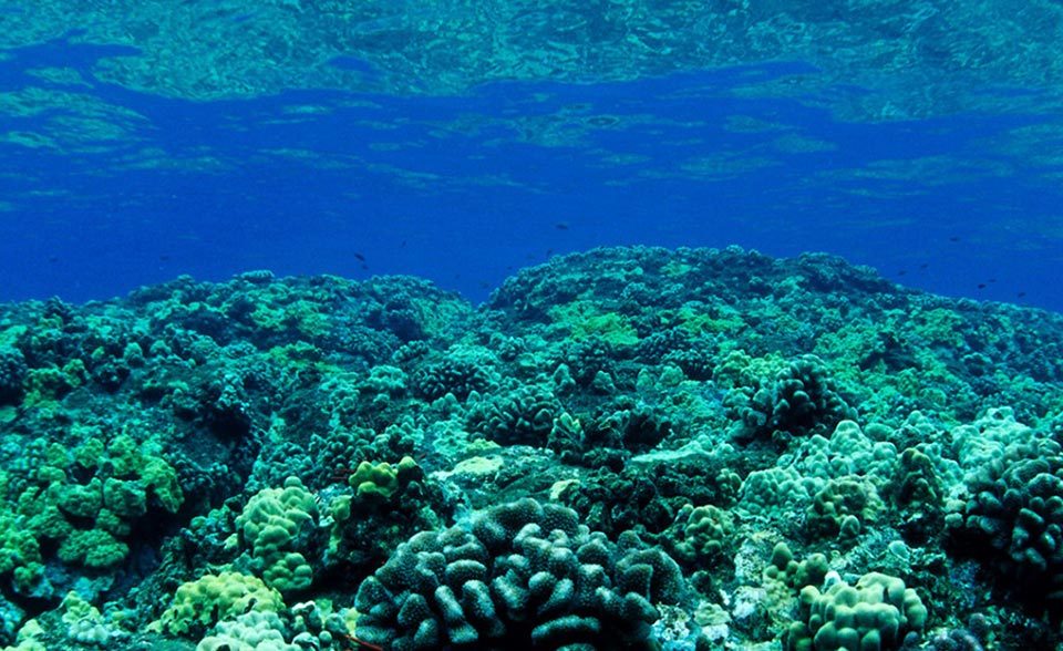 footer image, crystal clear water - bottom of the ocean - coral reef