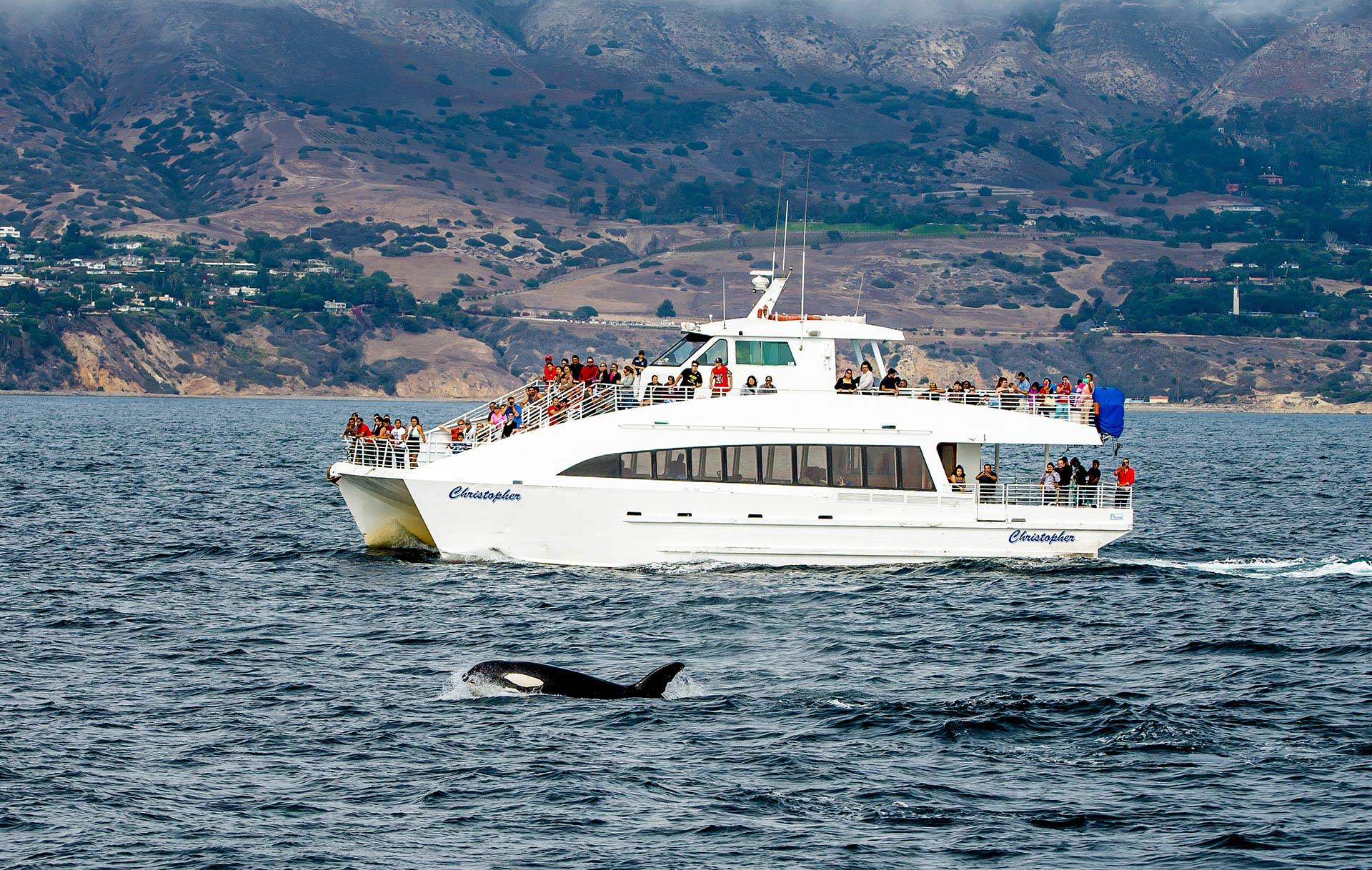 boat of people watching whales in los angeles