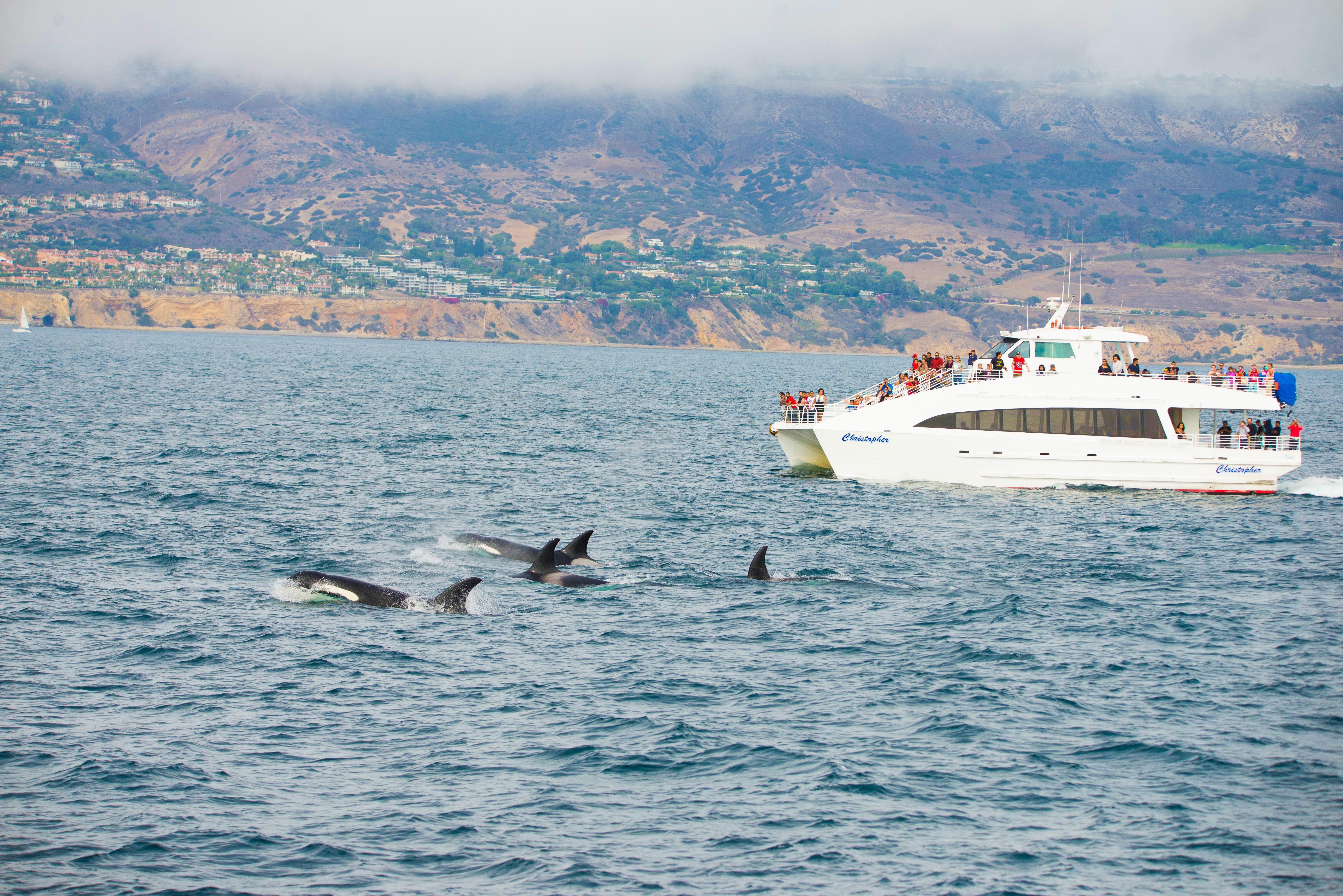 killer whale sighting with Harbor Breeze LA whale watching cruises