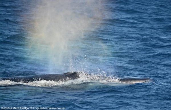 blue whale spouting water seen by harbor breeze LA whale watching
