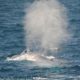 blue whale spouting water seen by harbor breeze Long Beach whale watching cruises