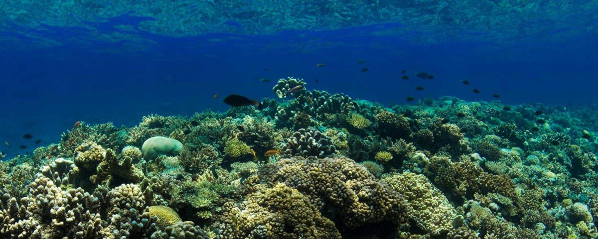 Long Beach underwater reef