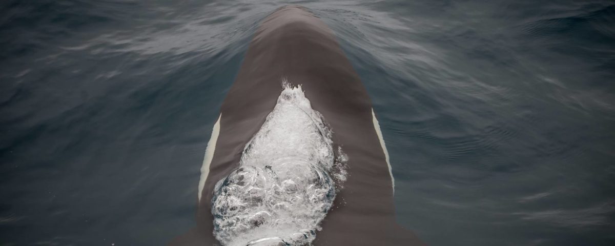 orca sighting seen by harbor breeze Long Beach whale watching cruises