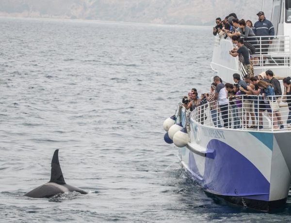 orca sighting seen by harbor breeze LA whale watching cruises