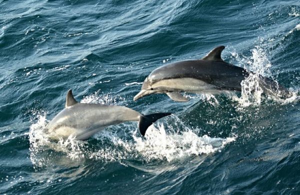 two common dolphins seen by harbor breeze whale watching LA cruises