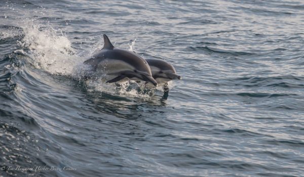 two common dolphins spotted by harbor breeze LA whale watching cruises