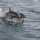 two common dolphins spotted by harbor breeze LA whale watching cruises
