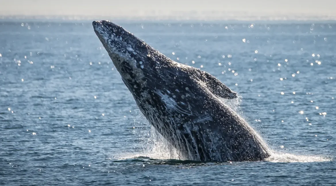 A humpback whale jumps from the ocean, creating a splash.