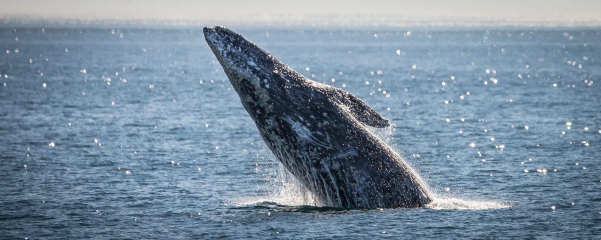 large whale breaching on LA whale watching tour