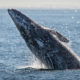 large whale breaching on LA whale watching tour