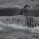 blue whale fin on Long Beach whale watching cruise