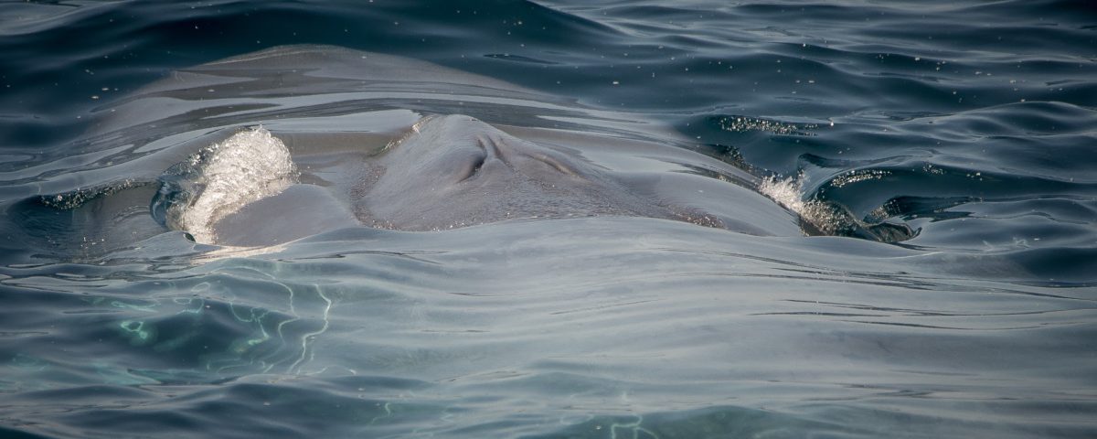 blue whale in ocean water Long Beach whale watching cruise