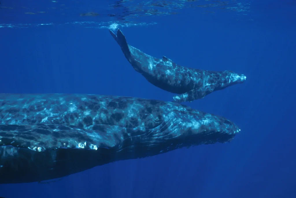 Two humpback whales glide through the ocean, embodying the beauty of marine life.