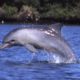 bottlenose dolphin breaching water on Long Beach whale watching cruise