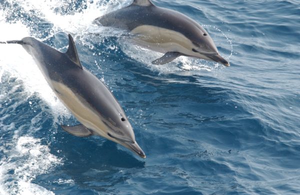 two common dolphins on Long Beach whale watching tour