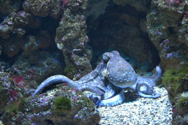 octopus underwater in Long Beach ocean