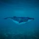 Gray whale under water on Long Beach whale watching cruise