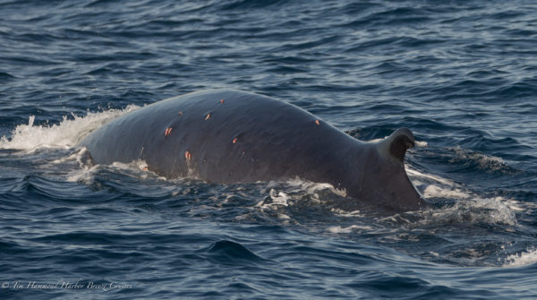 blue whale in the pacific ocean on Long Beach whale watching tour