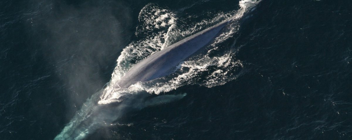 a majestic blue whale on a Long Beach whale watching tour