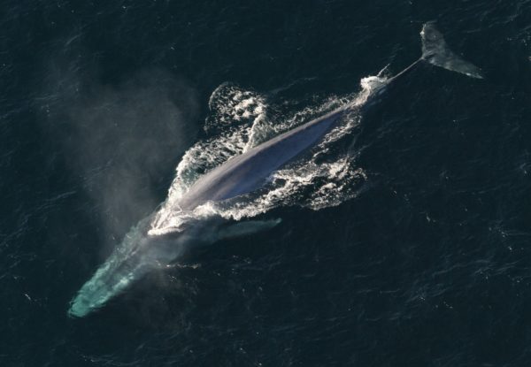 a majestic blue whale on a Long Beach whale watching tour