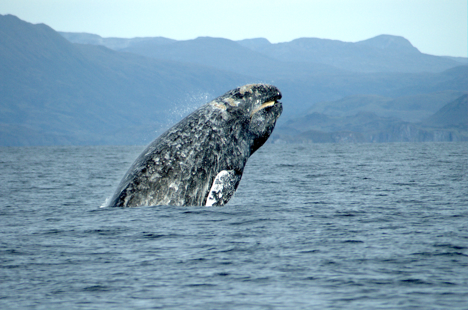 humpback whale breaching ocean on los angeles whale watching tour