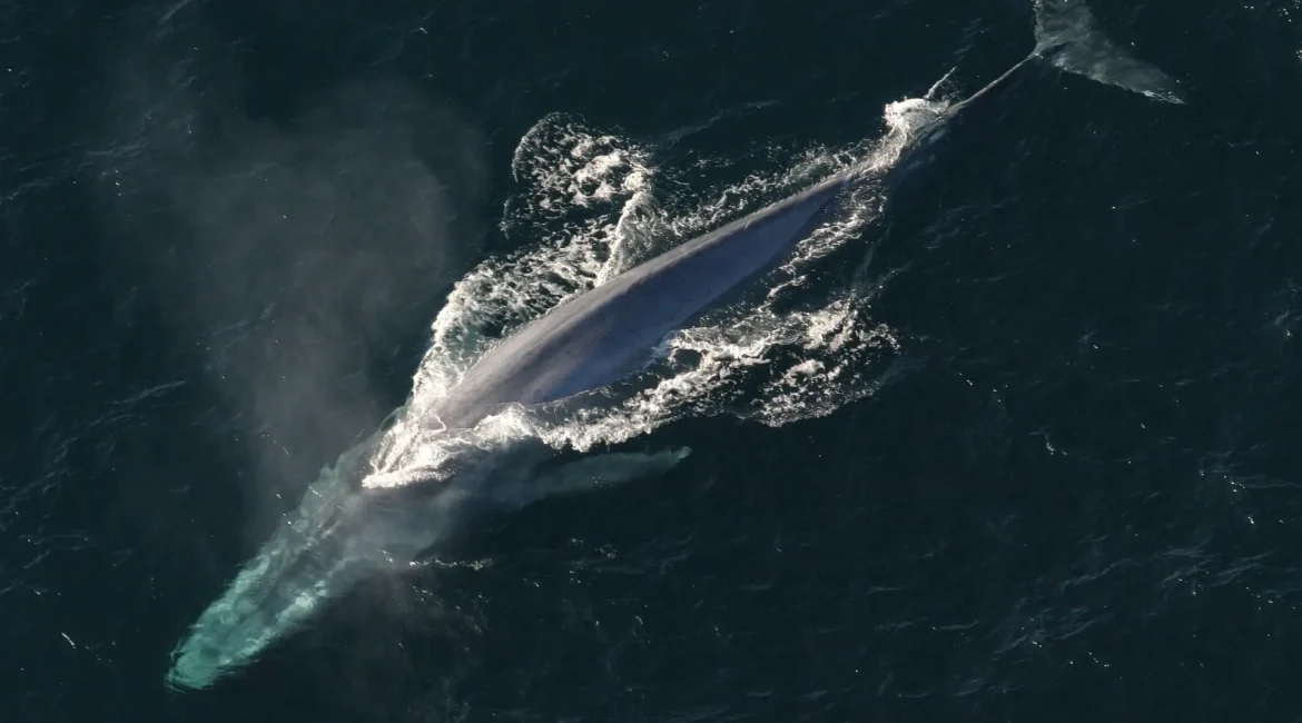 A blue whale swimming in the ocean, seen from above.