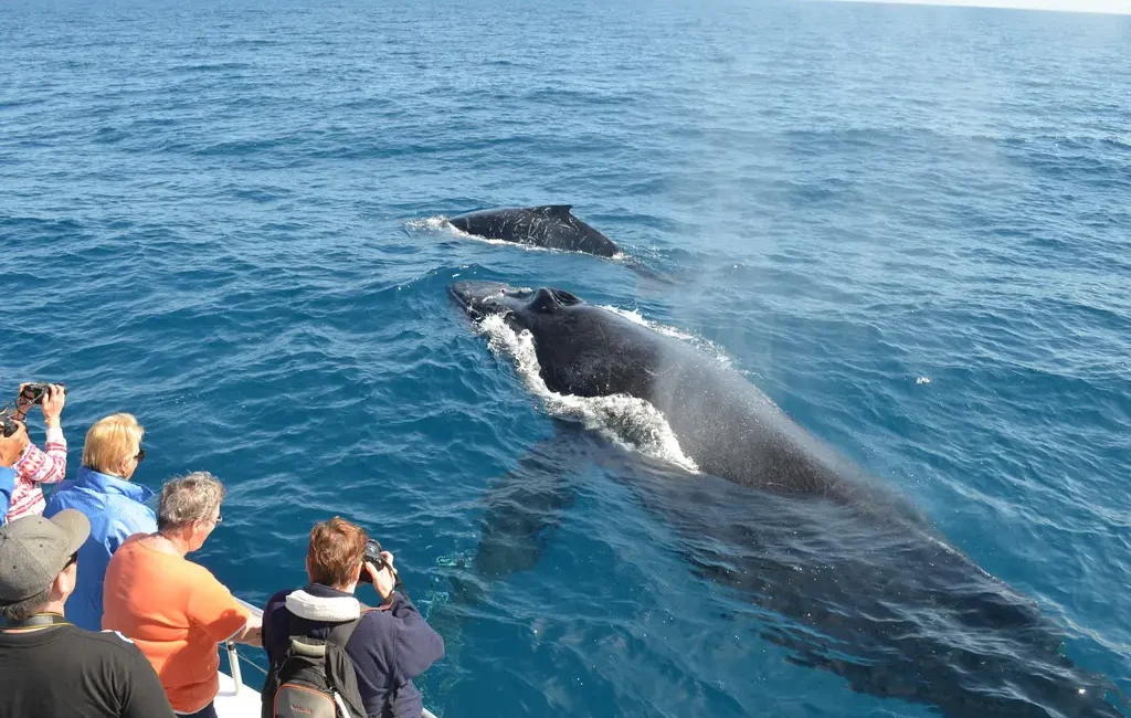 A pair of humpback whales leap from the Pacific Ocean, creating splashes.
