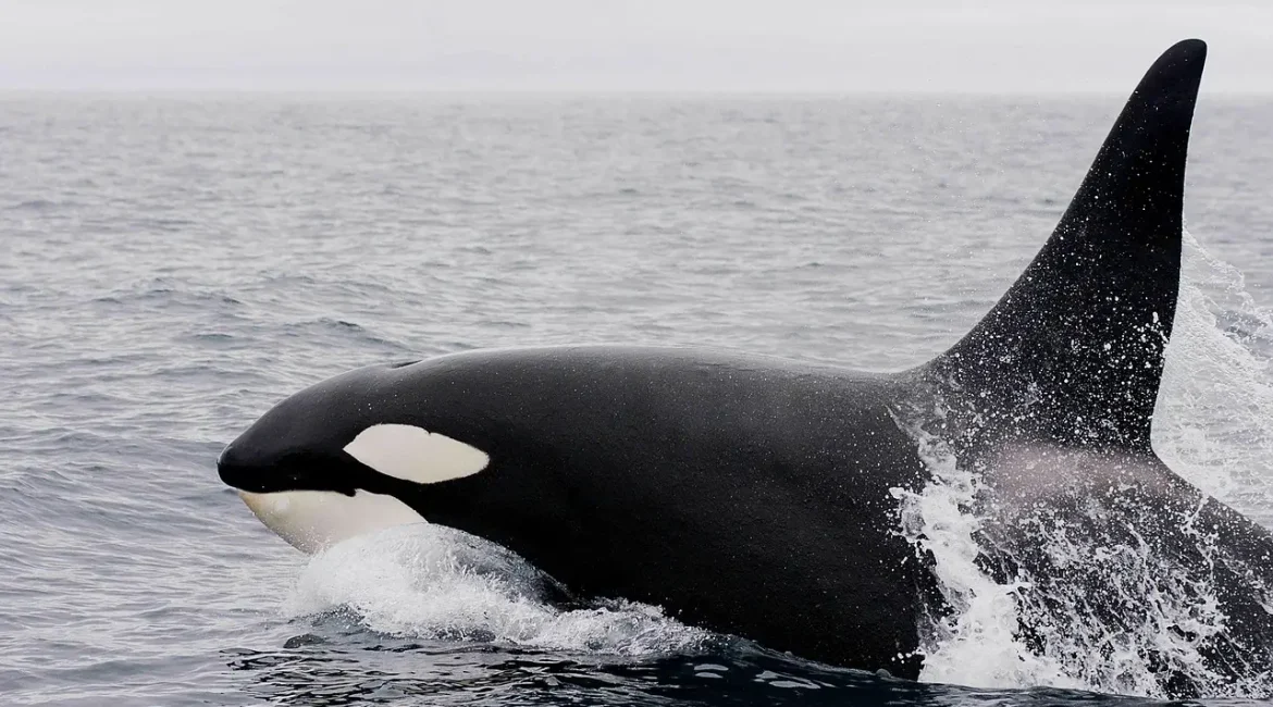 An orca whale gracefully swims in the ocean, showcasing its striking black and white colors.