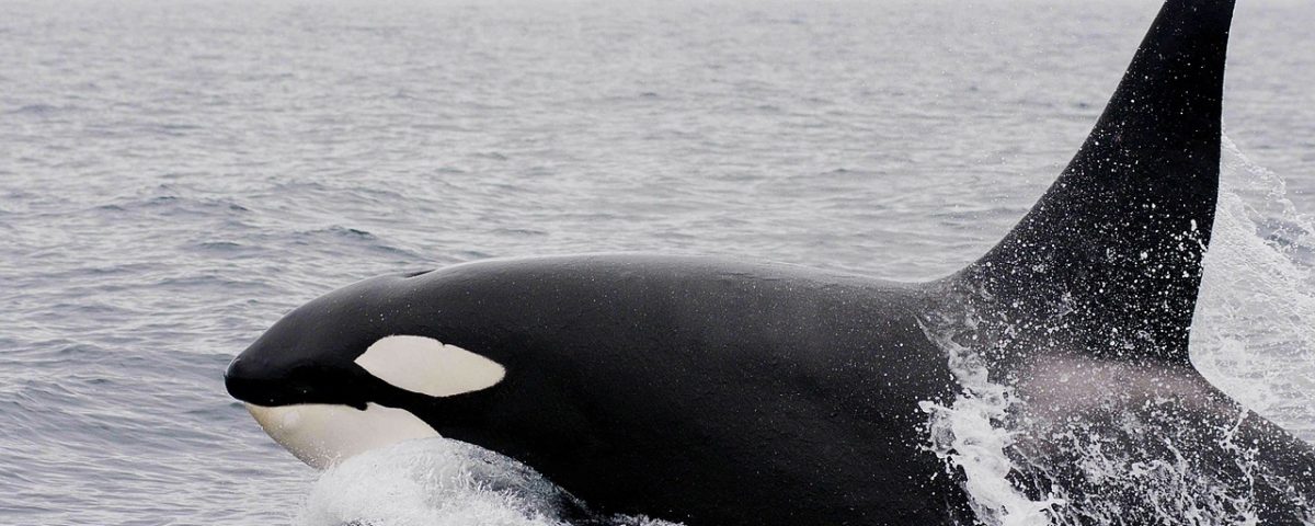 Orca whale up close on Long Beach whale watching cruise