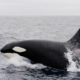 Orca whale up close on Long Beach whale watching cruise