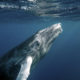 Up close whale under water on Los Angeles whale watching tour