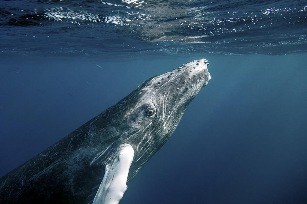 Interesting Facts About Humpback Whales - Harbor Breeze Cruises