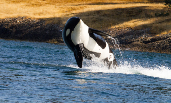 Killer Whale jumping out of water on Long Beach whale watching tour