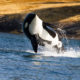 Killer Whale jumping out of water on Long Beach whale watching tour