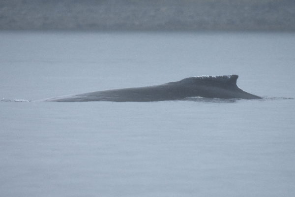 misty gray whale on Long Beach whale watching Tour